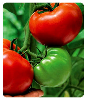 Благодаря препарату Антисорняк размер томатов увеличился.