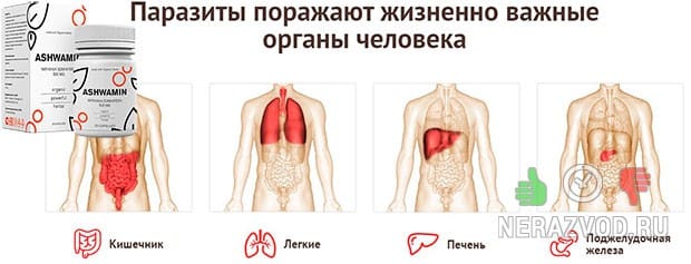 ASHWAMIN от паразитов