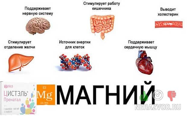 Дефицит магния в организме беременной