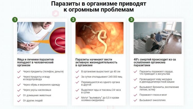 Инвазия остриц - Инфекционные болезни - Справочник MSD Профессиональная версия