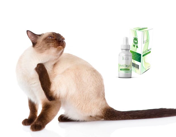 eco antitoxin капли цена