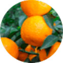 Экстракт Апельсина горького в составе Keto Genetic