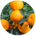 Экстракт Апельсина горького