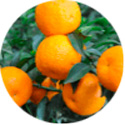 Экстракт горького Апельсина в составе препарата