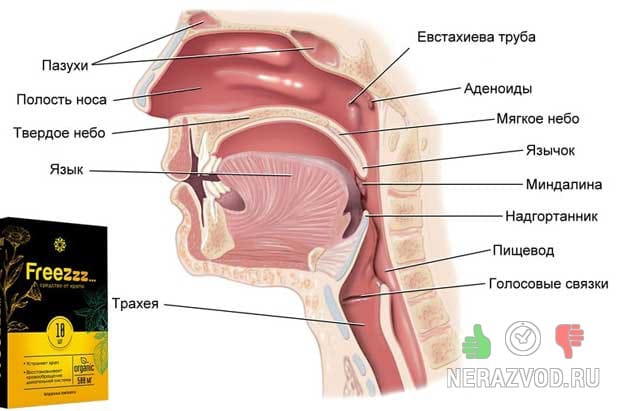 воспаление миндалин