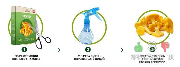 Грибное место
