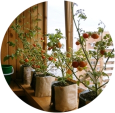 выращивание овощей в домашних условиях
