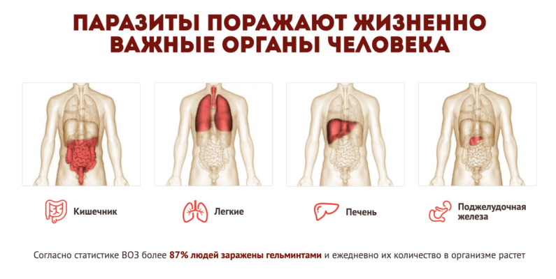 Опасность заражения паразитами Опасность заражения паразитами