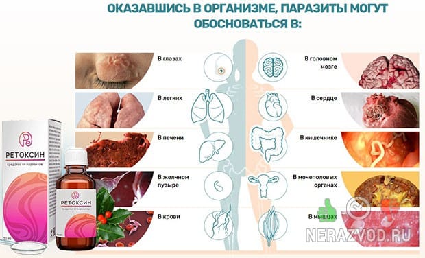 Выберите организм производитель. Ретоксина препарат. Реноксин био. Реноксин производитель. Лекарство от паразитов Фитоксин.