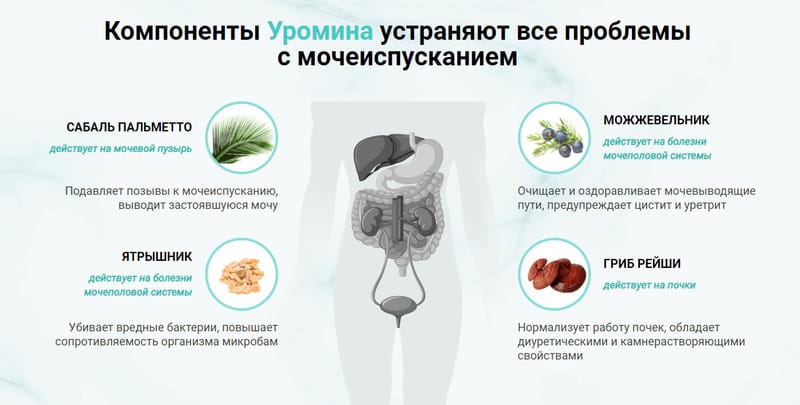 Уромин от простатита состав