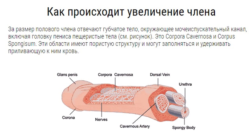 Купить крем для увеличения члена Viamax Maximum Gel, 50 мл за ₽ в секс-шопе w-polosaratov.ru