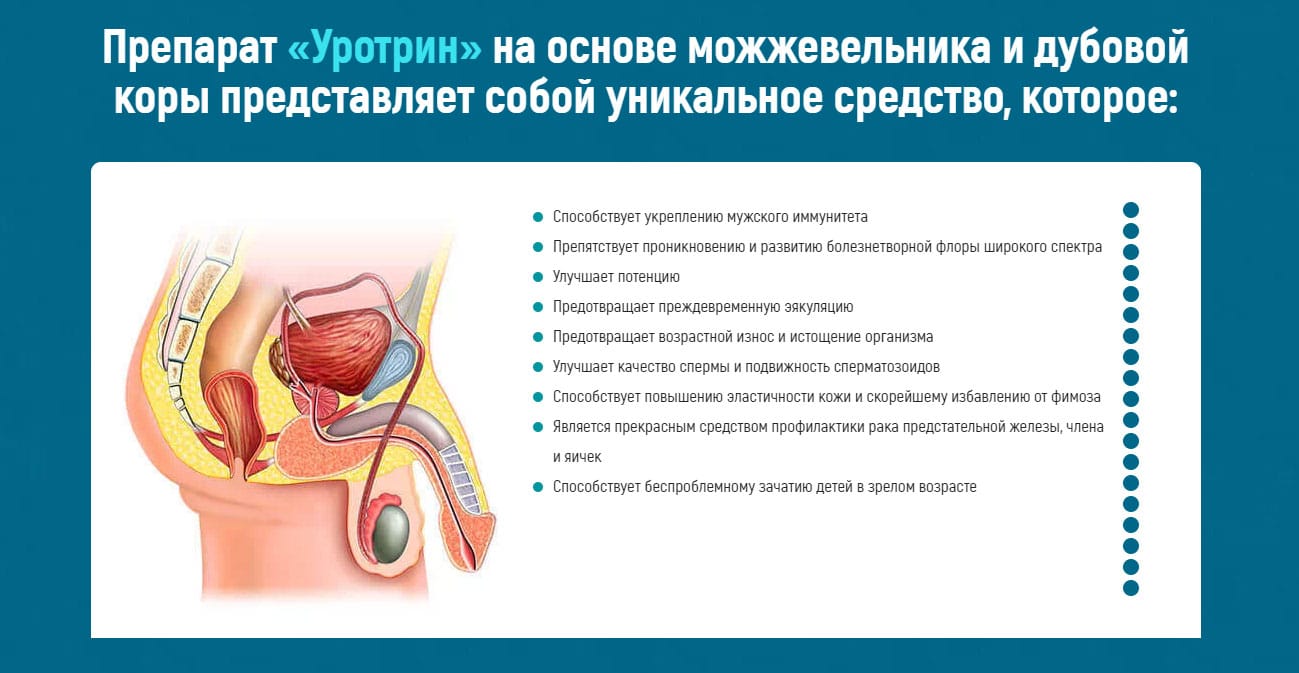 Уротрин – полиактивный комплекс для мужской половой системы купить по цене  1001 ₽ в Москве на PromPortal.Su (ID#51154881)